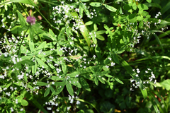 Galium sylvaticum