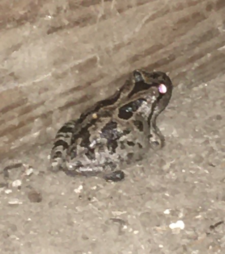 iNaturalist observation photo of Pacific chorus frog