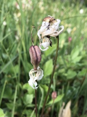 Erythronium montanum