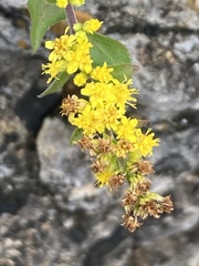 Solidago drummondii