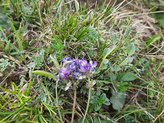 Oxytropis owerinii
