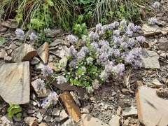 Ziziphora puschkinii