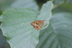 Pyronia tithonus
