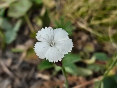 Dianthus cretaceus