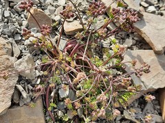 Chamaesciadium acaule