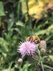 Apis mellifera
