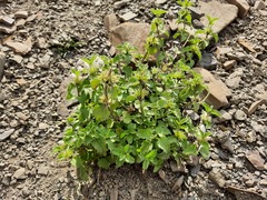 Lamium tomentosum