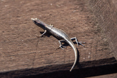 Cryptoblepharus buchananii