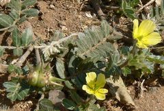 Tribulus terrestris image