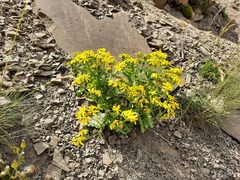 Senecio leucanthemifolius caucasicus