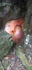 Megalobulimus popelairianus