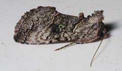 Syngrapha viridisigma