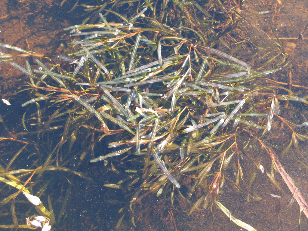 Bluntleaf Pondweed