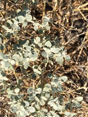 Tidestromia suffruticosa