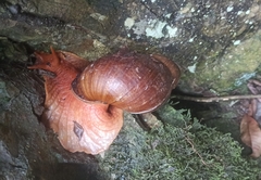 Megalobulimus popelairianus