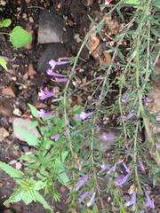 Hedeoma hyssopifolia