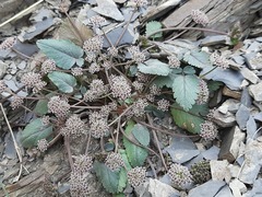 Symphyoloma graveolens