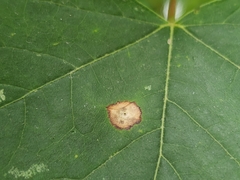 Acericecis ocellaris