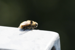 Cephenemyia stimulator