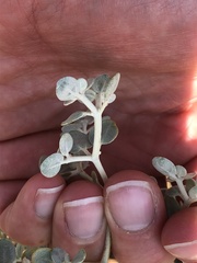 Tidestromia suffruticosa