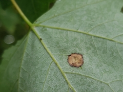 Acericecis ocellaris