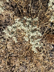 Tidestromia suffruticosa