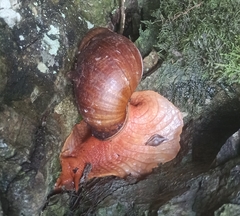 Megalobulimus popelairianus