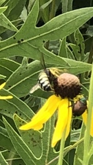 Bicyrtes quadrifasciatus