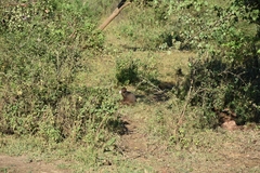 Urva