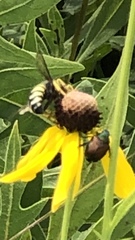 Bicyrtes quadrifasciatus