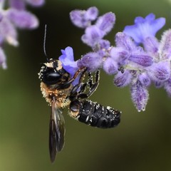 Megachile sculpturalis