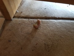 Litoprosopus coachella