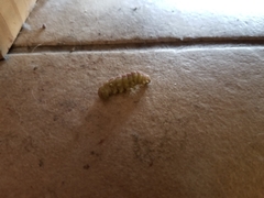 Litoprosopus coachella