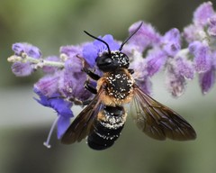 Megachile sculpturalis