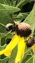 Bicyrtes quadrifasciatus