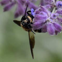 Megachile sculpturalis