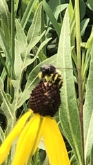 Bicyrtes quadrifasciatus