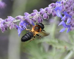 Megachile sculpturalis
