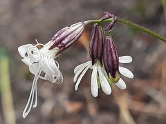 Silene saxatilis