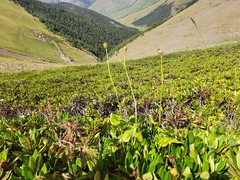 Dolichorrhiza caucasica