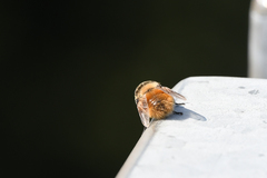Cephenemyia stimulator