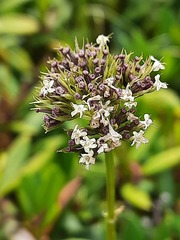 Valeriana alpestris
