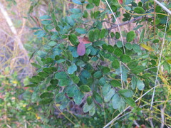 Vachellia choriophylla
