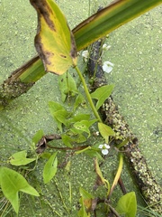 Sagittaria cuneata