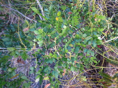 Vachellia choriophylla