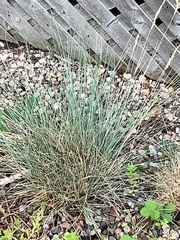 Festuca glauca