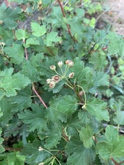 Physocarpus monogynus