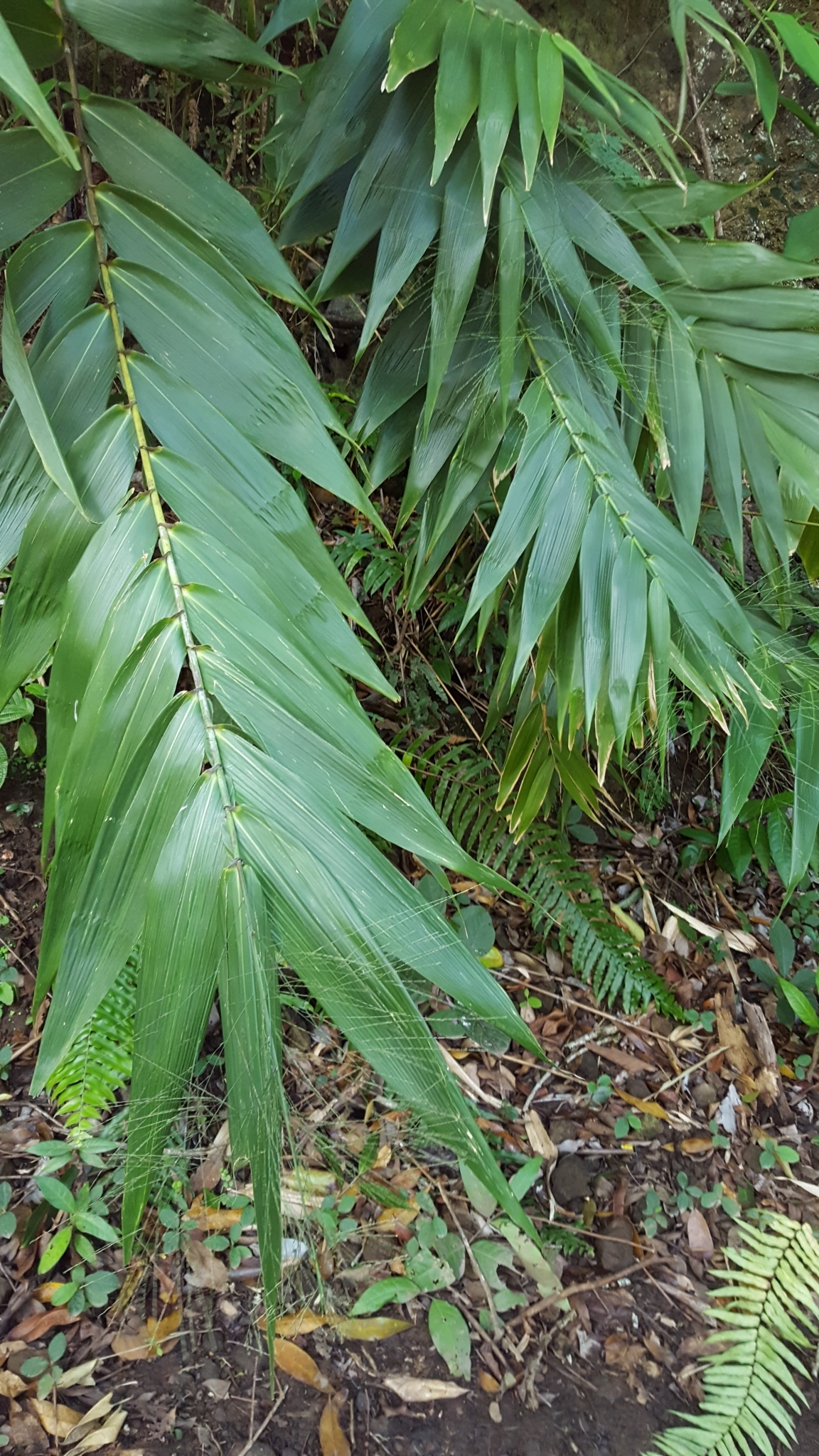 (c) François Rousseu, certains droits réservés (CC BY-NC) https://www.inaturalist.org/observations/89524431