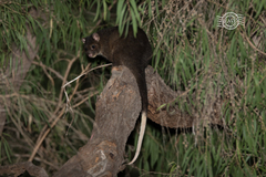 Pseudocheirus occidentalis