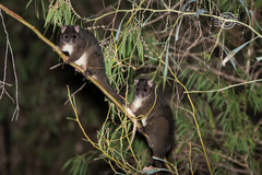 Pseudocheirus occidentalis